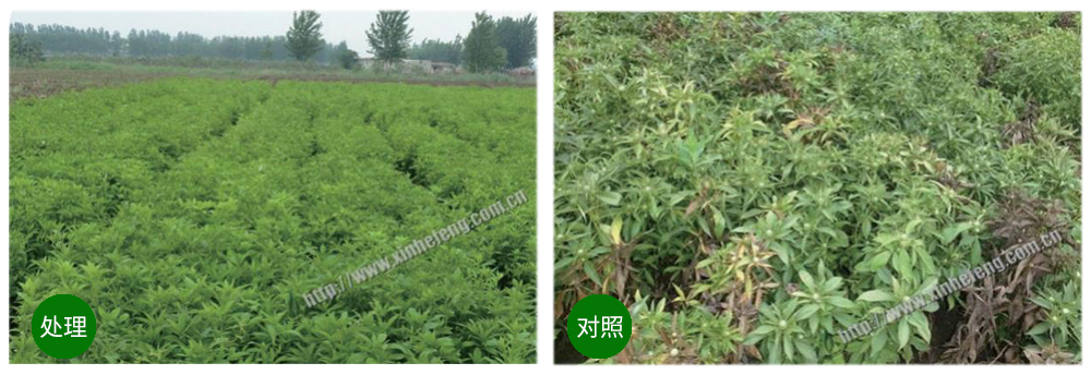 领先生物创新型生防菌剂荧保素应用案例